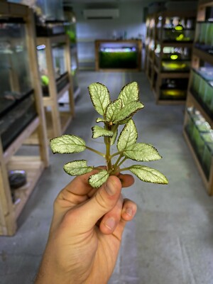 Episcia Silver Skies - Dart Frog VIVARIUM / Terrarium Plant - Plantlet Cutting