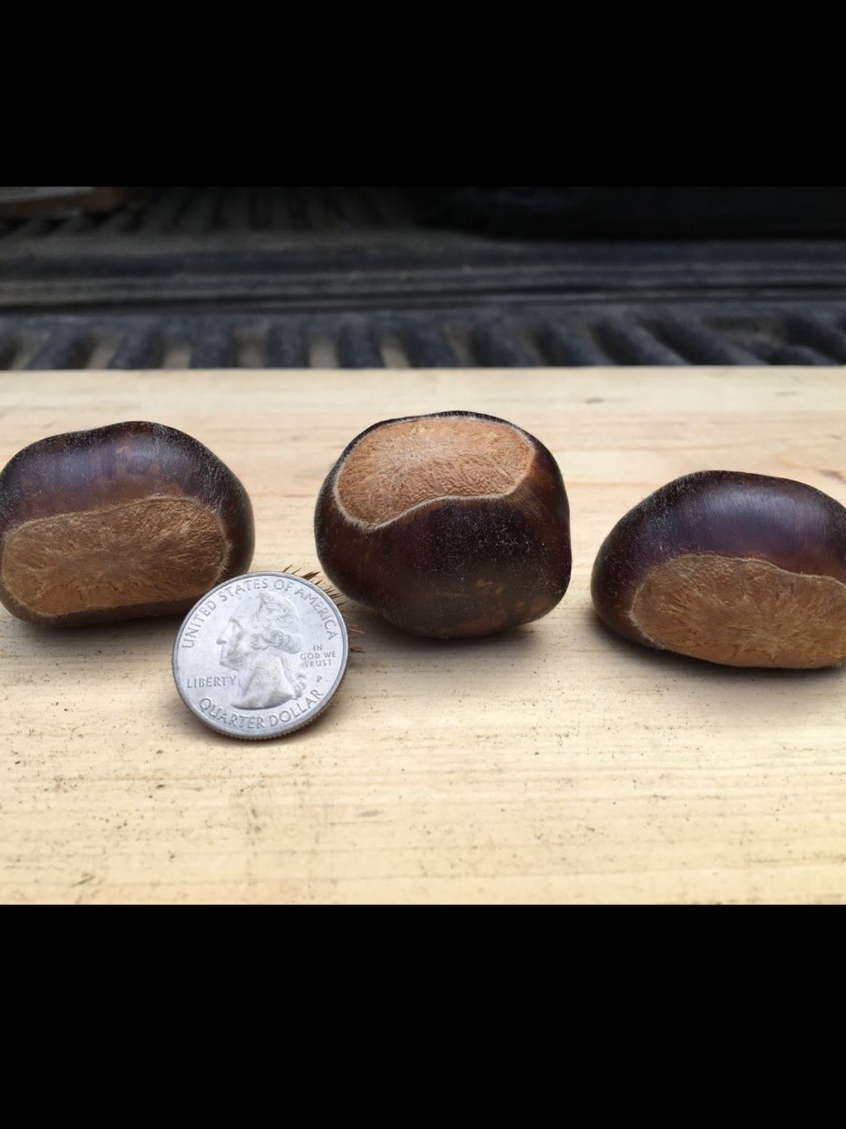 2 hybrid Asian-American Chestnut 18
