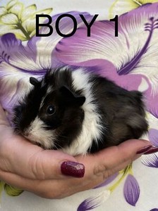 🐹 3 BABY BOY GUINEA PIGS FOR SALE 🐹 | Other Pets | Gumtree Australia