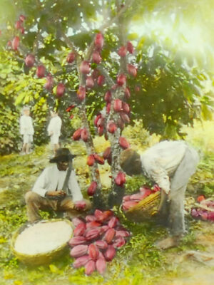 cacao tree africa south hand locals tinted antique