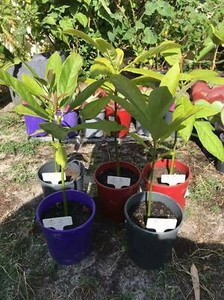 Hass Avocado plants for sale  Plants  Gumtree Australia Canning 