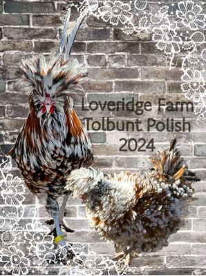 4+ Tolbunt Polish Frizzled Hatching Eggs IL NPIP So Colorful