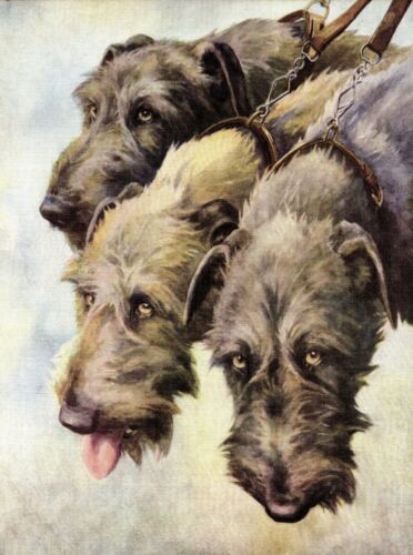 1930s Antique Irish Wolfhound Dog Print Nina Scott Langley Art Print 4309b