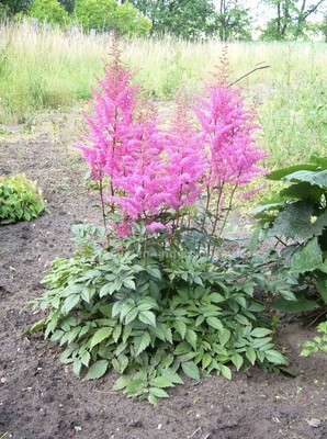 Rosa Prachtspiere (Astilbe x 