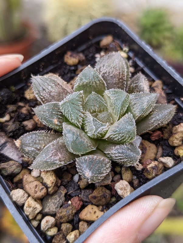 Haworthia Keganii Ã Haworthia Cooperi Var. Venusta