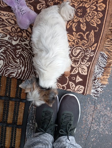 Artikelfoto(s) von einem verifizierten Käufer