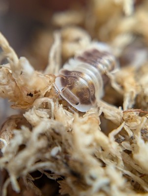 Artikelfoto(s) von einem verifizierten Käufer