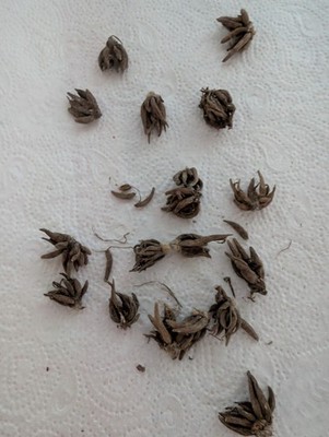 Artikelfoto(s) von einem verifizierten Käufer