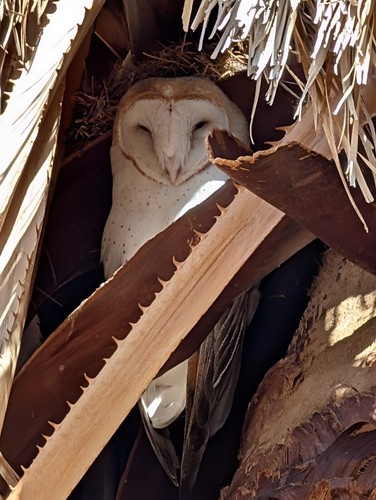 30 to 35 Owl Pellet Bones in a Small Glass Jar and a Bone Identification Chart.