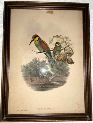 19thC JOHN GOULD / RICHTER HAND COLORED LITHOGRAPH 'MEROPS ARIASTER' BIRD PRINT