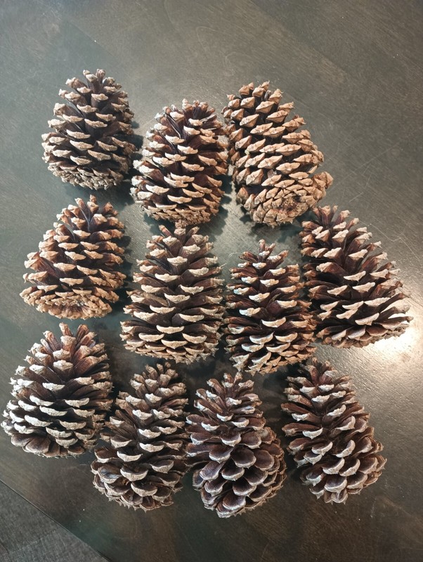 Pine Cones for Crafts or Garden - Set of 12