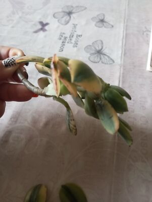 Fotos del artículo de un comprador verificado