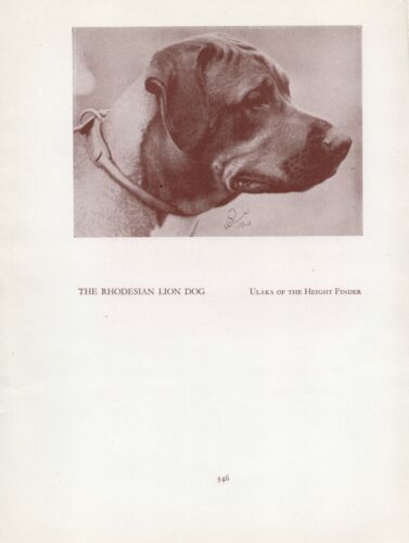 RHODESIAN RIDGEBACK HEAD STUDY OLD VINTAGE 1934 NAMED DOG PAGE PRINT