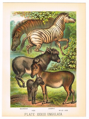 メゾチント　vintage Art ORIGINAL ANTIQUE PRINT VINTAGE 1880 CHROMOLITHOGRAPH ZEBRA