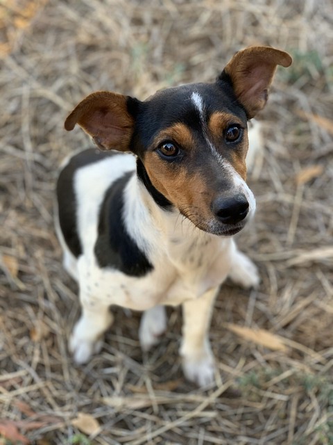 Minature Foxy Dogs Puppies Gumtree Australia Bendigo 