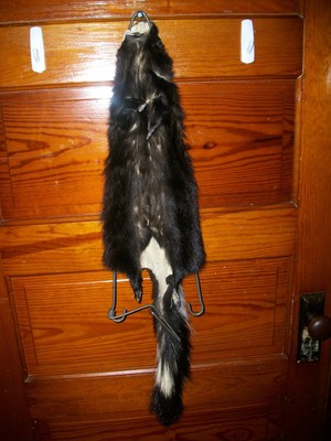 BEAUTIFUL tanned SKUNK 4 FEET CLAWS FUR PELT TAXIDERMY mount NO SMELL S2 CABIN