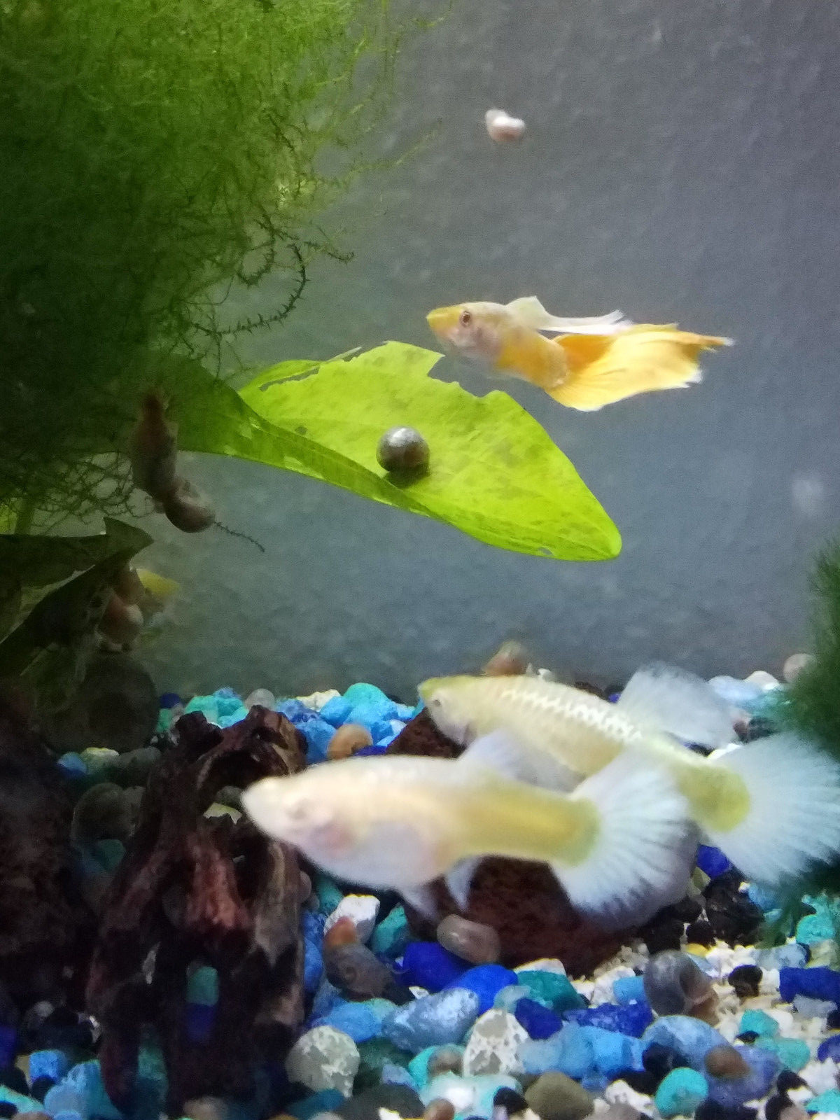 1 Beautiful Adult Trio Albino Platinum AOC (Orange) Gene - Rare Guppies