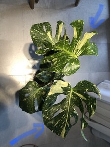 Variegated Monstera Thai Constellation Plants Gumtree Australia Eastern Suburbs Bronte 1265494360