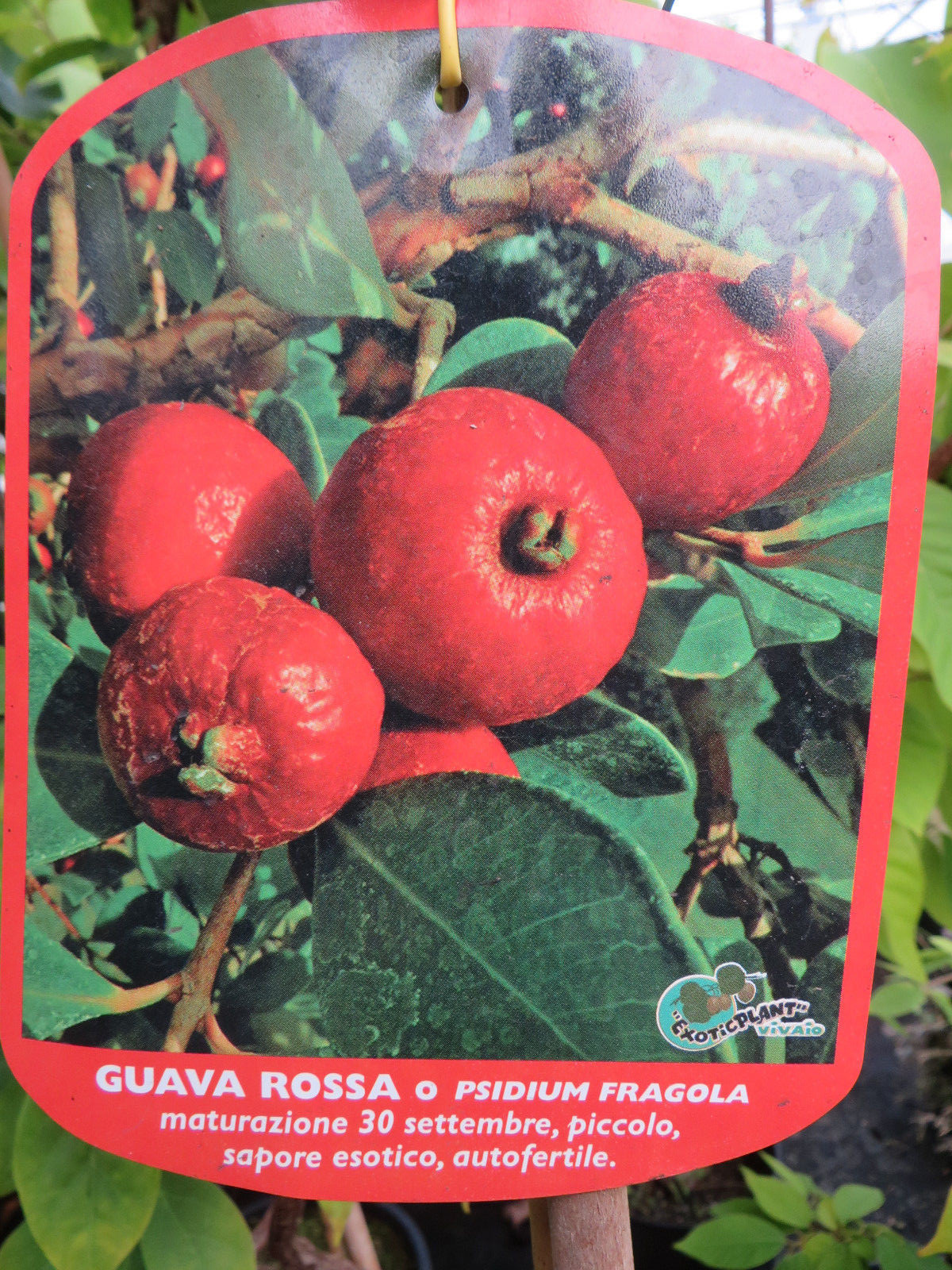 Guavenbaum Psidium guajava Guave rossa rosa Erdbeerguave ca. 160 - 180 cm