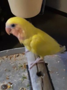 Love birds hand raised | Birds | Gumtree Australia Gosnells Area