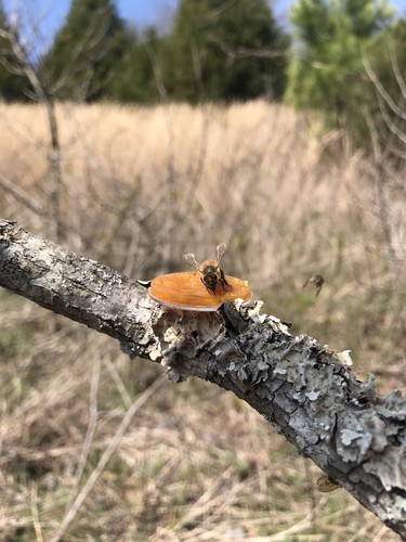 Honeybee Swarm Lure For hive bait box trap  Quality 6