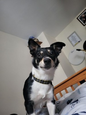 Artikelfoto(s) von einem verifizierten Käufer