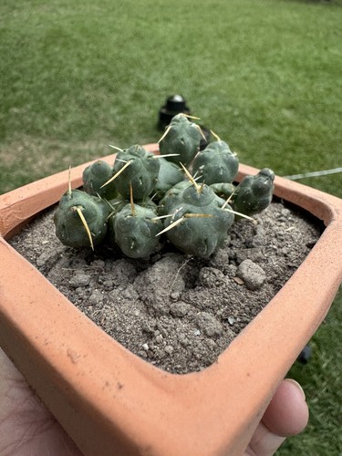 Fotos del artículo de un comprador verificado