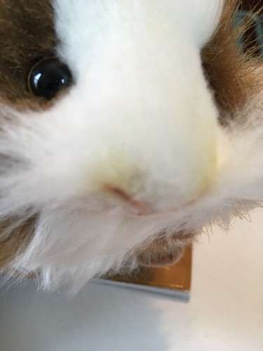 HANSA Plush Toy - Brown and White Guinea Pig New With Tags Portraits Of Nature