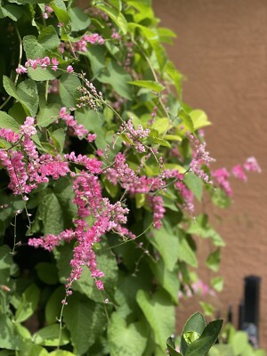 Seedling Mexican Creeper VINE nectar Plant, Young Seedling polinators, Us Seller