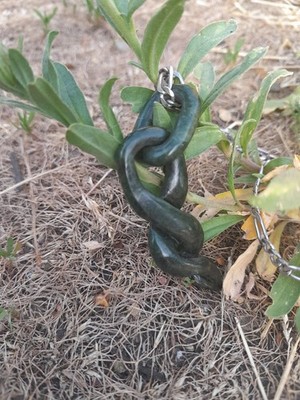 twisted Jade drop Pendant Necklace with chain link: Wyoming Nephrite jade