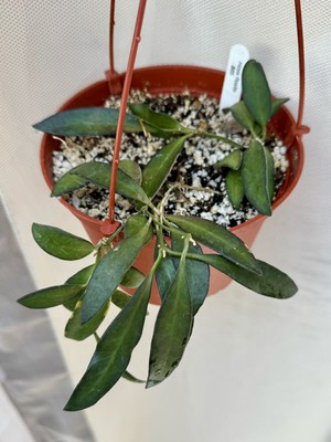 Hoya Rosita - 6  Pot - Rooted In Soil Hanging Basket