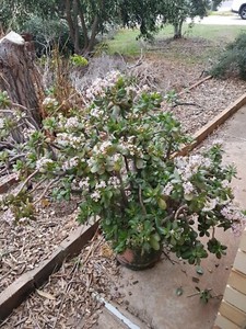 Large Jade plant | Plants | Gumtree Australia Port Adelaide Area