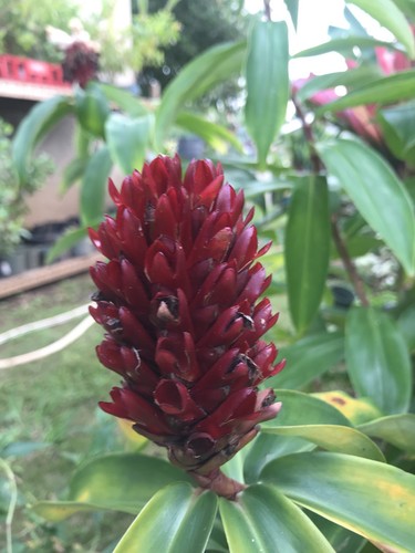 LIVE RHIZOME COSTUS SPECIOSUS RARE INDIAN CREPE GINGER HERB Maui Hawaii