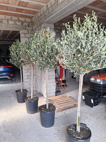 Foto dell'oggetto di un acquirente verificato
