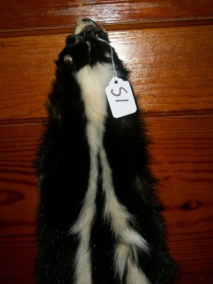 BEAUTIFUL tanned SKUNK 4 FEET CLAWS FUR PELT TAXIDERMY mount NO SMELL S1 CABIN