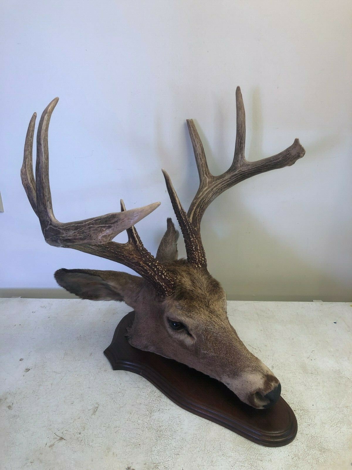 8 POINT WISCONSIN WHITETAIL BUCK DEER TAXIDERMY HEAD MOUNT 19
