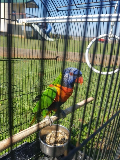 lorikeet cage