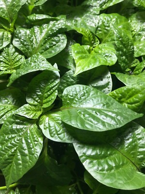 ''YOU PICK'' Lot of 3 LIVE 75 + DAY OLD SUPER HOT PEPPER PLANTS See the List