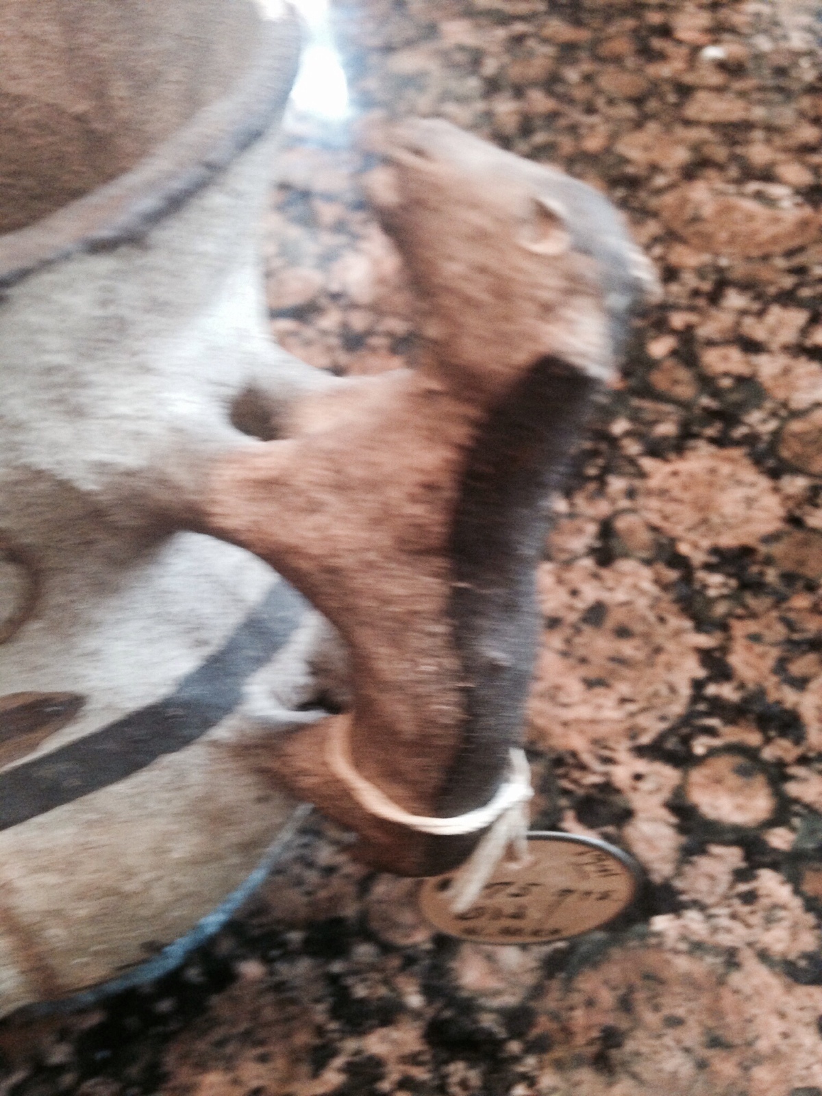 Zuni Zia Olla pitcher with Birds and Deer old 1875. Bobcat han. Size:  5 1/4 x 6
