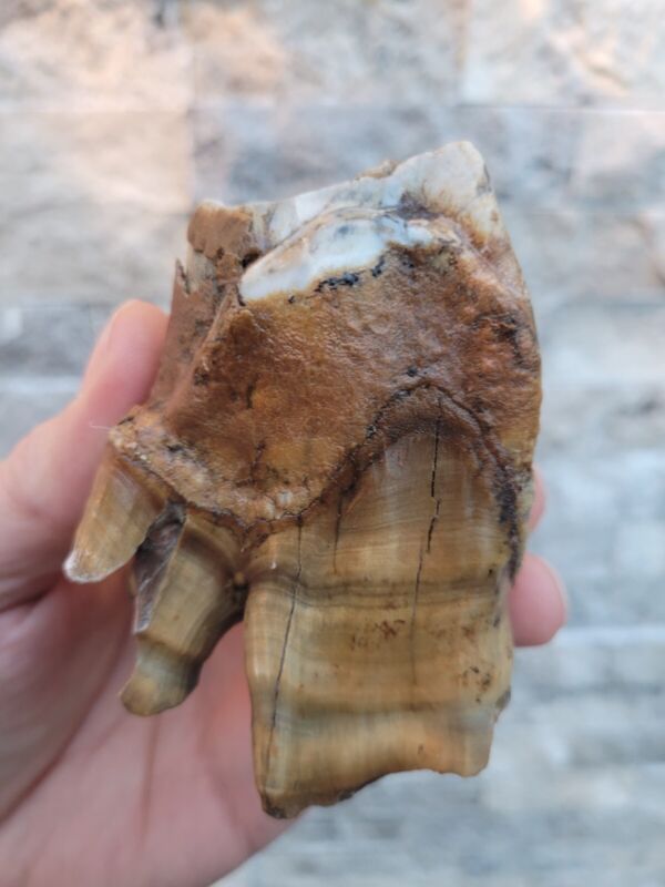 MONSTER WOOLLY RHINO tooth 3.5" Coelodonta antiquitatis mammoth era fossil 23-02