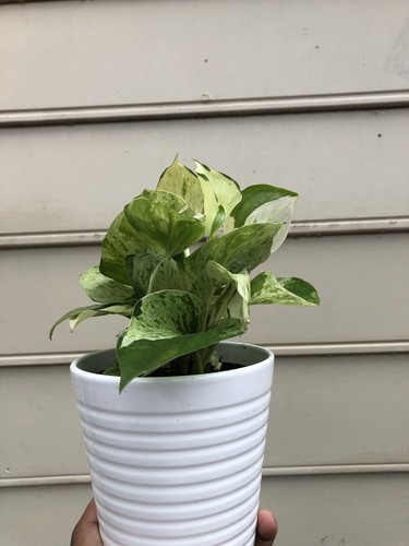 Manjula Pothos