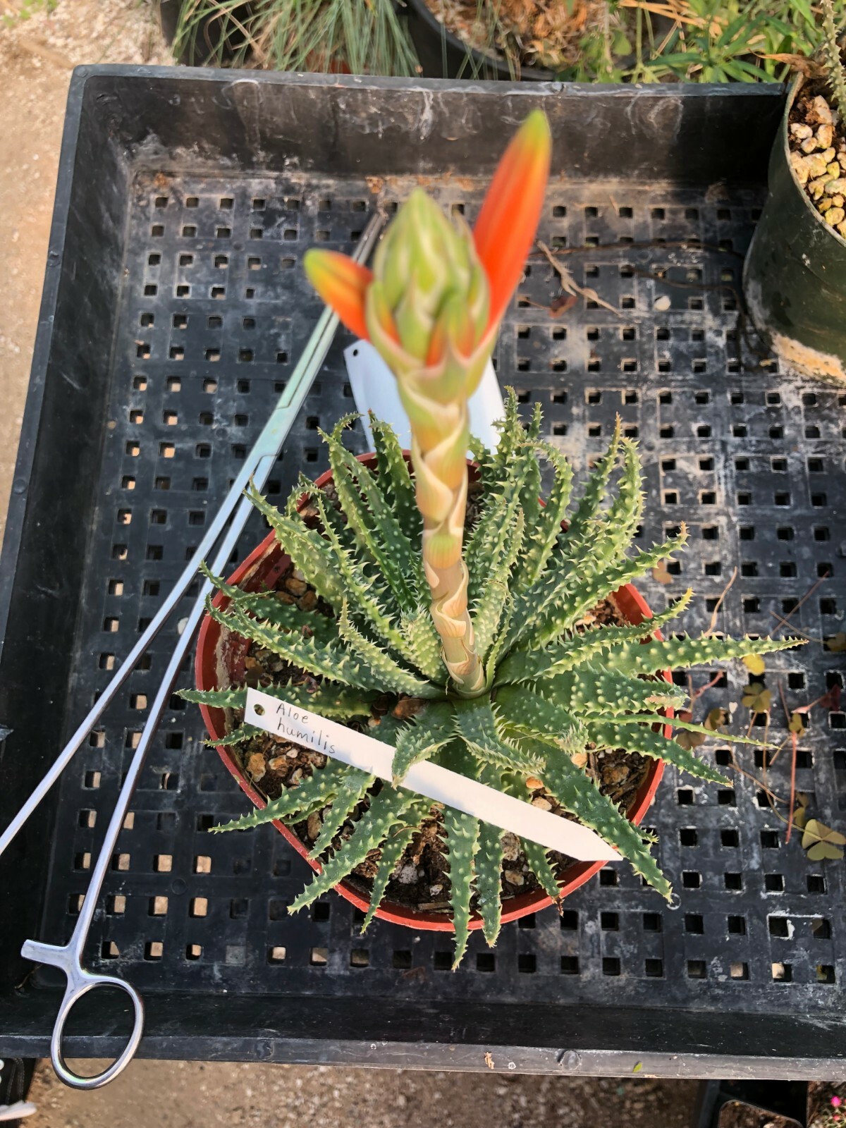 Aloe humilis