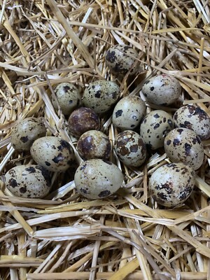 45 5 Extra Jumbo Coturnix Quail Eggs Fresh Fertile Hatching Eggs Npip Agriculture Forestry Cideator Business Industrial