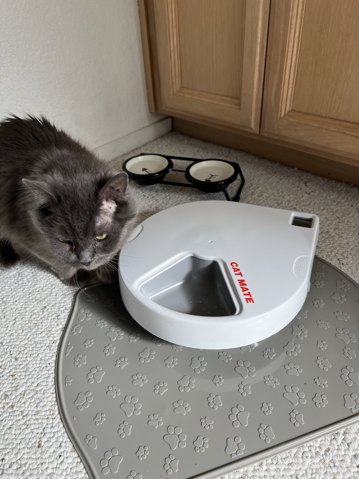 Cat Mate C500 Automatic 5 Meal Pet Feeder with Digital Timer—New Open