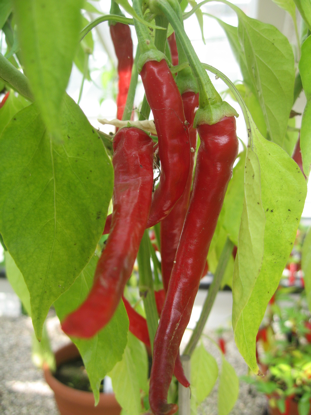 HOT CHILLI PEPPER CAYENNE LONG SLIM 130 FINEST SEEDS 5060407964737 eBay