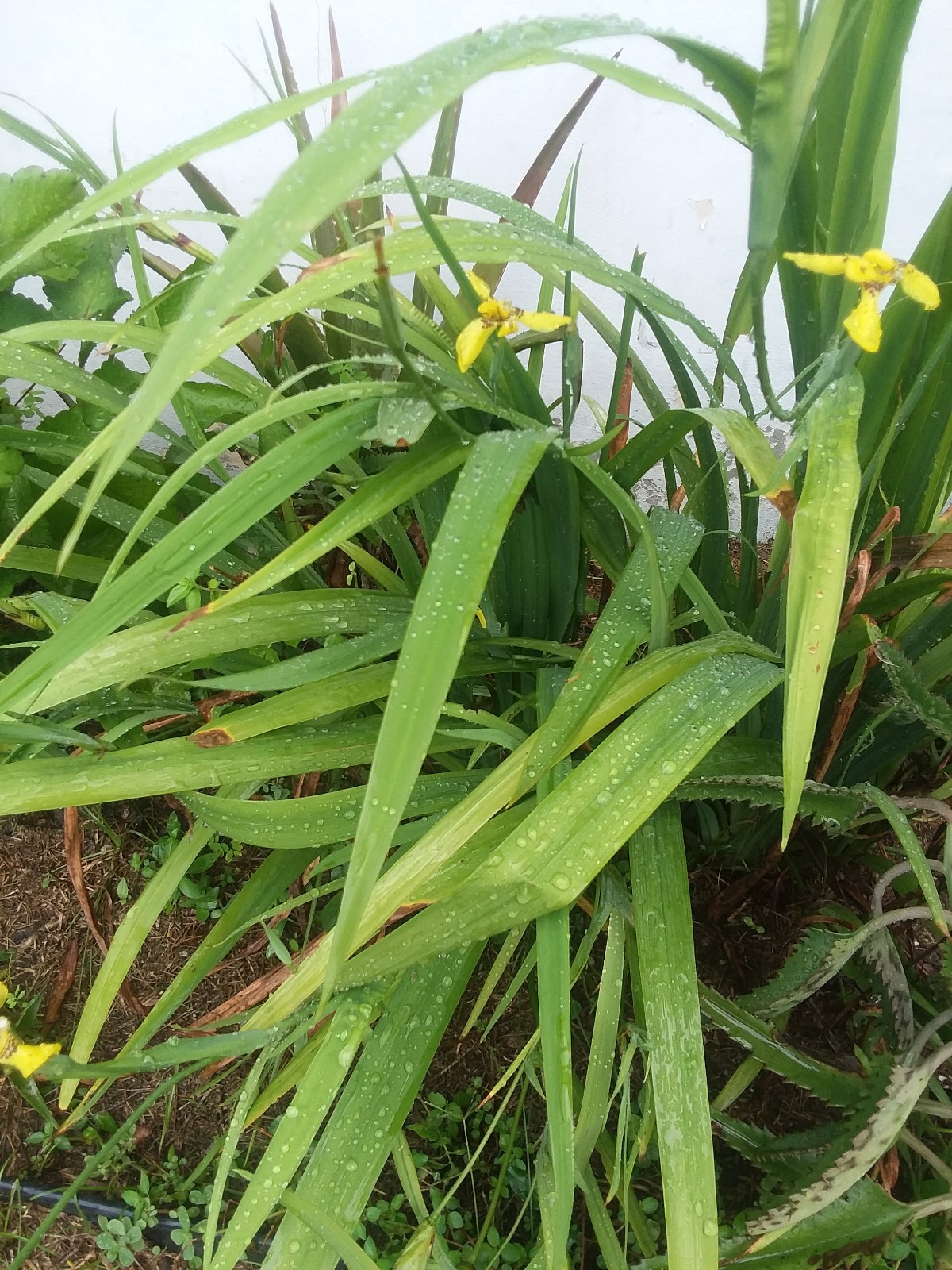 Plants Walking Iris Yellow Flower 6 Cuttings Grown Cover Boarder Plants