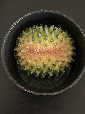 Objectfoto('s) van geverifieerde koper
