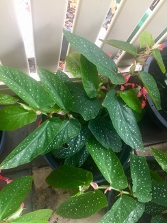 BEGONIA Plant🍃$40each