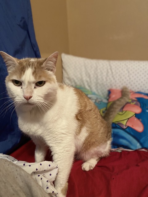 gumtree kittens free to good home