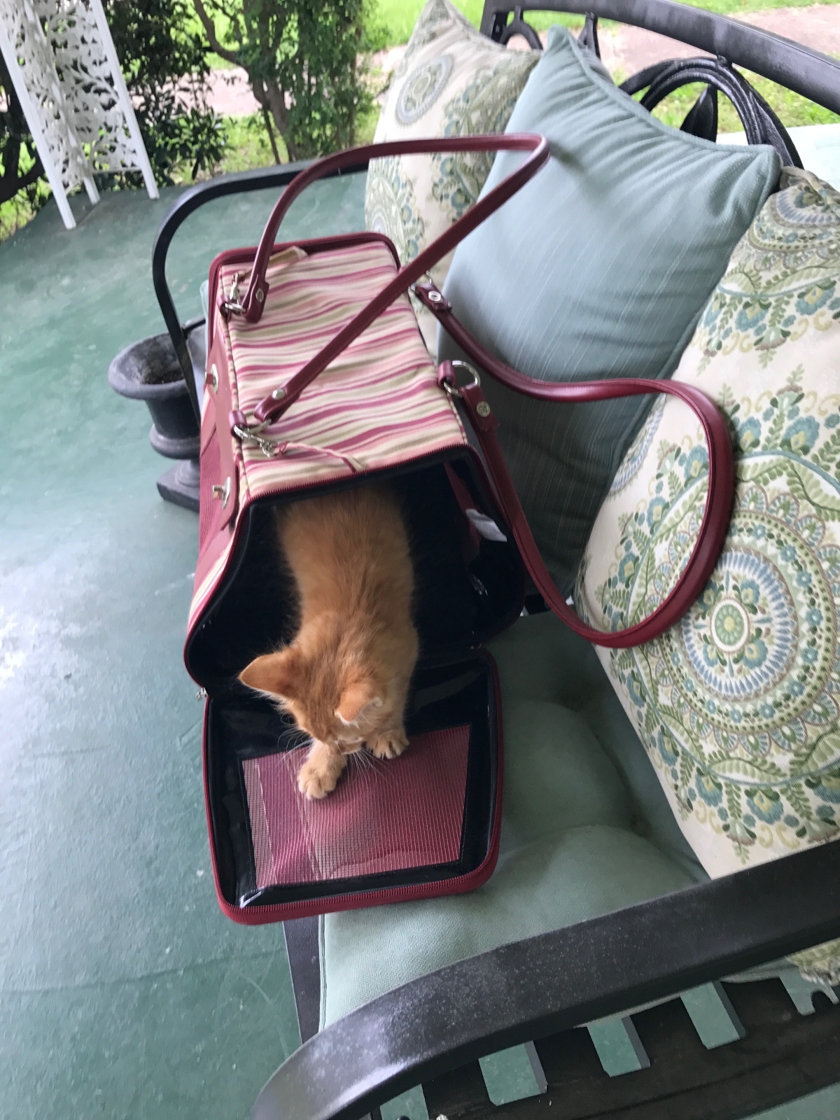 Small Pet Carrier Cats Dogs Mesh Travel Bag Fabric Tote Crate Airline Approved